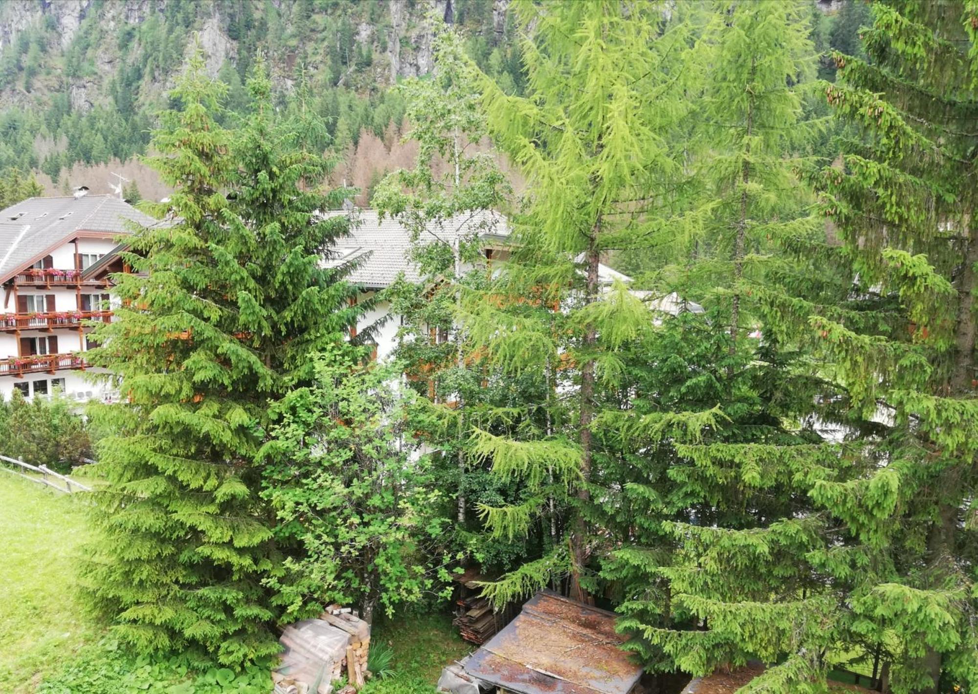 Cesa Pier Sellaronda Dolomiti Apartment Campitello di Fassa Exterior photo